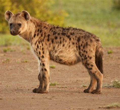 Are Hyenas Like Cats Or Dogs