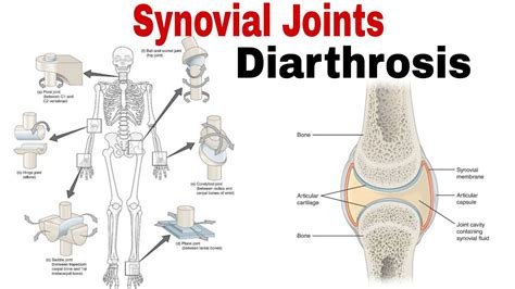 SYNOVIAL JOINTS|| Diarthrosis|| Classification of Joints||Types of ...