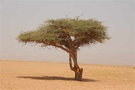 Sahara Desert Plants