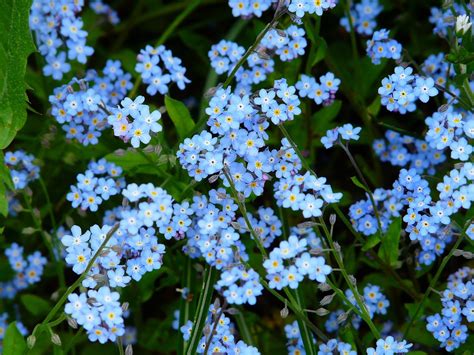 Forget Me Not Flower Meadow Wild · Free photo on Pixabay