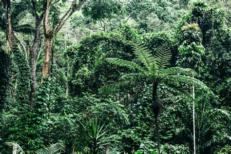 Forest Floor Of The Daintree Rainforest | Viewfloor.co