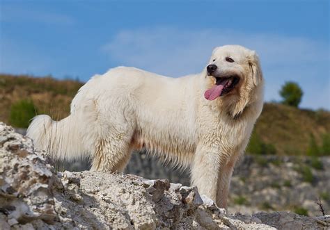 Polish Tatra Sheepdog | Dog-Breeds.com