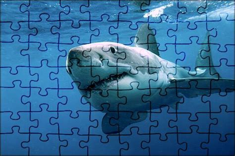 Shark Jigsaw Puzzles Online | JSPuzzles.com