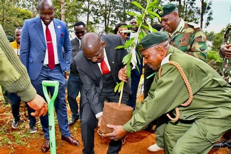 Kenya: PCEA Church to plant 15 billion tress by 2032 under Tree