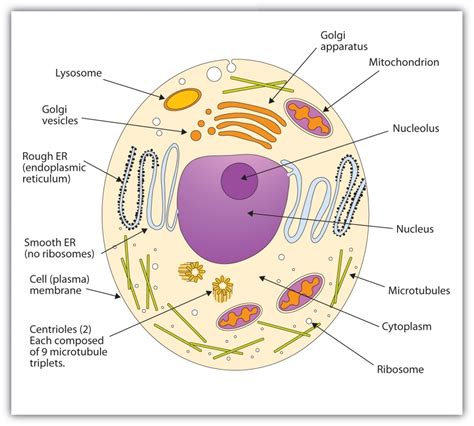 animal cell labeled - DrBeckmann