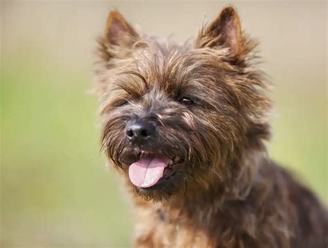 Svar Den faktiske Eller enten cairn terrier cross puppies Oppnå ...