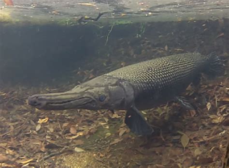 Alligator Gar | Alexandria Zoo