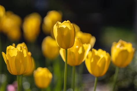 Yellow Tulips in Bloom · Free Stock Photo