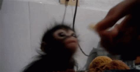 Monkey Monkey Eating GIF – Monkey Monkey Eating Cute Monkey – Ищите GIF ...