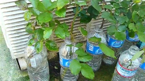 How to grow rose plant cuttings in water - YouTube