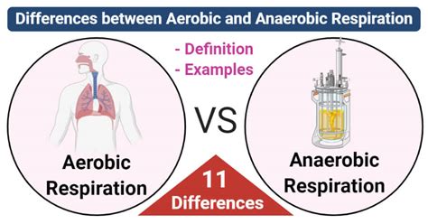 Favorite Write The Chemical Equation Of Aerobic And Anaerobic ...