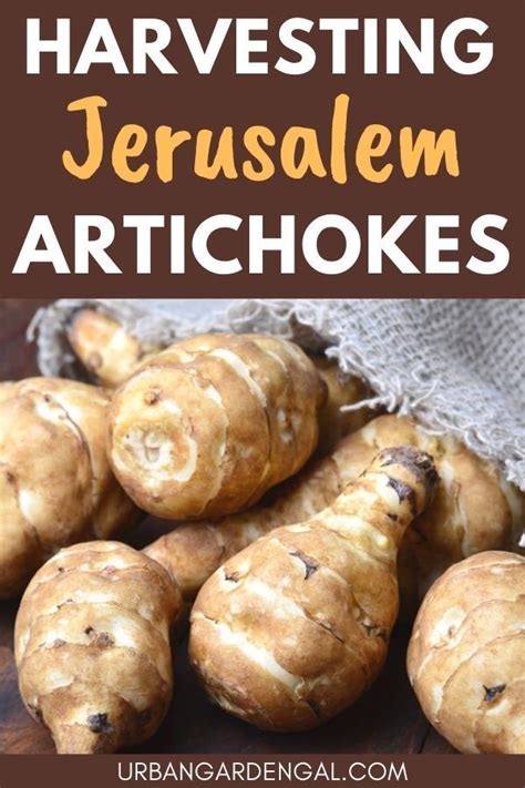 How to Harvest Jerusalem Artichokes | Jerusalem artichoke, Artichoke ...