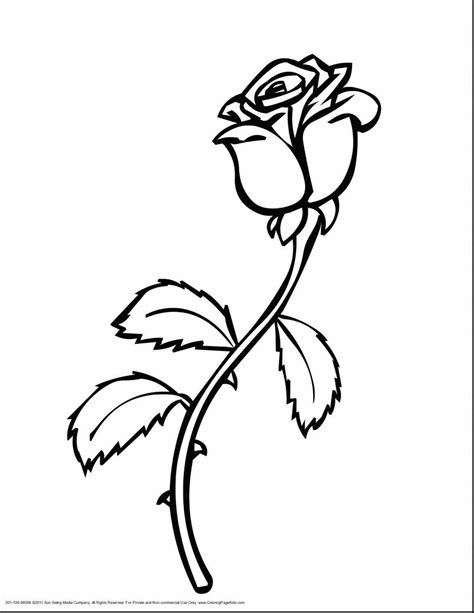 Beauty And The Beast Rose Drawing at GetDrawings | Free download