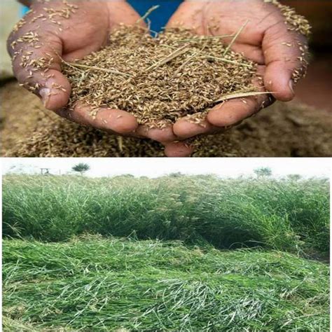 MORINGAN Natural Rhodes Grass Seeds (Chloris Gayana), Packaging Type ...