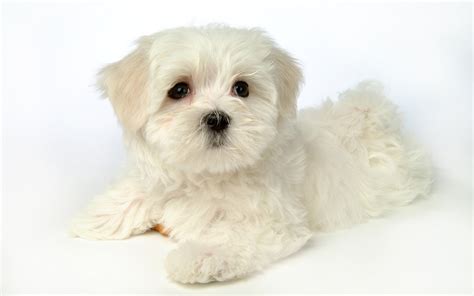 White Wallpaper Of Puppies