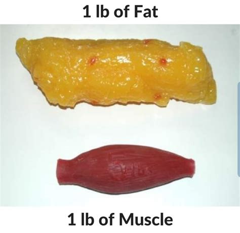 Can You Turn Fat Into Muscle?