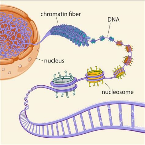 Difference Between Euchromatin and Heterochromatin