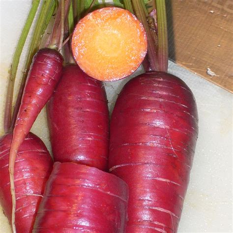 Carrot Purple Dragon F1 | Carrot | Premier Seeds Direct ltd