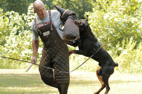 Working Dog Evaluation and Training - Moriarty Dogtown