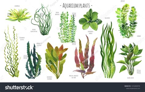 Aquarium Plants With Names