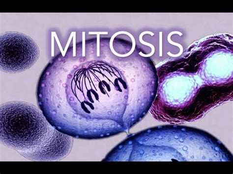 Mitosis animation which makes it very easy to understand : reddit.com