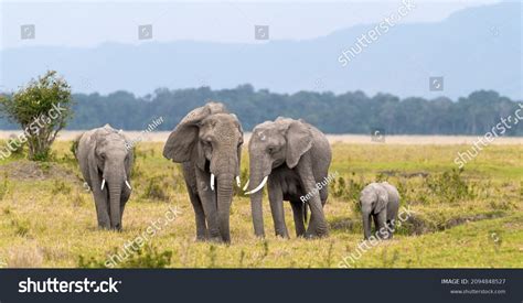 37,843 Maasai Mara Images, Stock Photos & Vectors | Shutterstock