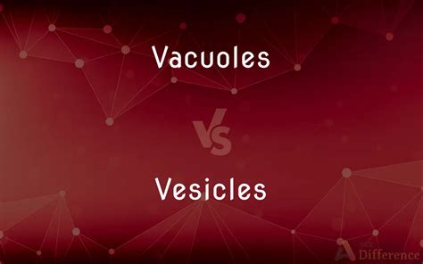 Vacuoles vs. Vesicles — What’s the Difference?