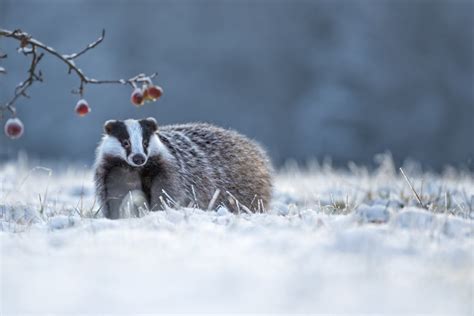 Do Badgers Hibernate Or Migrate? [Winter Behaviour explained]