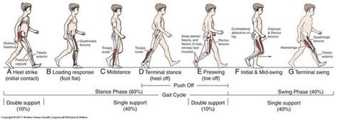 Gait: Antalgic - Physiopedia