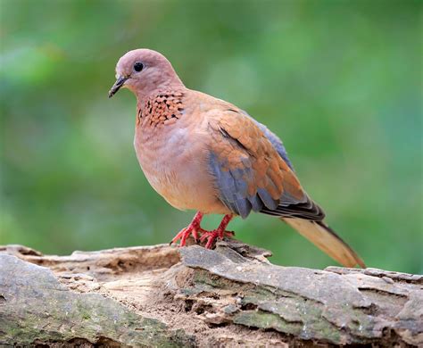 Dove | Mourning, Columbidae, Pigeons | Britannica