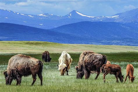 White Bison in Colorado Herd. Photograph by Dawn Key - Fine Art America