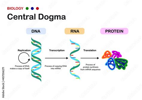 Biology diagram show concept of Central Dogma for RNA transcription and ...