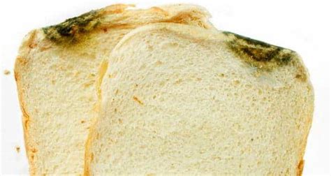 Scientists modify fungus found on bread into an anti-virus chemical ...