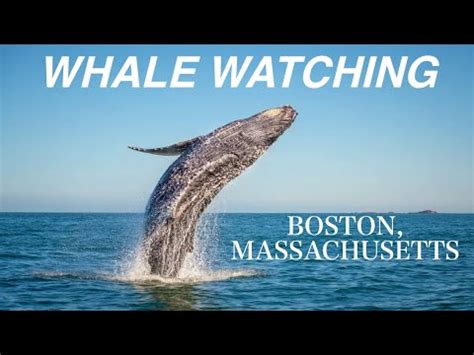 Whale Watching in Boston! New England Aquarium Whale Watch - YouTube