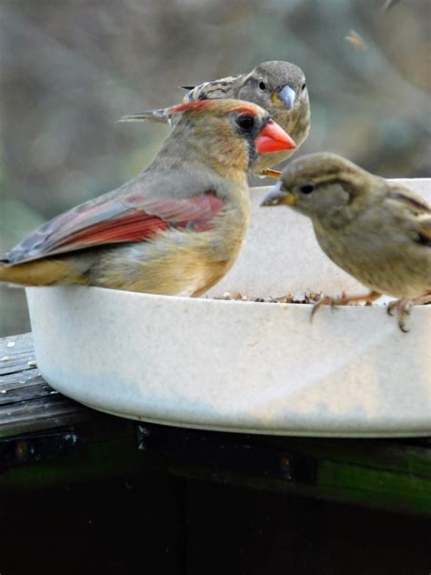 Female Cardinal, with 2 Sparrow Fledglings / Seed Bowl - s.dorman's ...