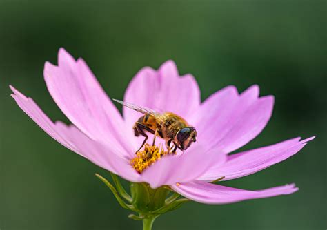 Canva - Bee on Flower - Green Connect Illawarra