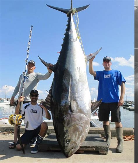 Collection 101+ Pictures Pictures Of A Tuna Fish Stunning