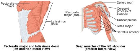 Pectoral Girdle