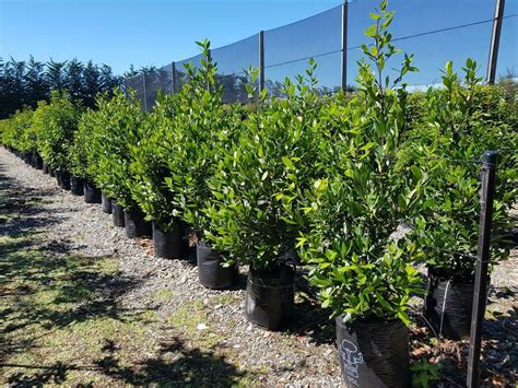 LAURUS nobilis - Bay Laurel Tree | Easy Big Trees | NZ