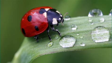 A cute red ladybug on a leaf with drops water