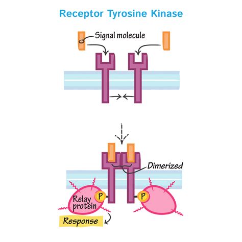 Receptor Tyrosine Kinase Diagram