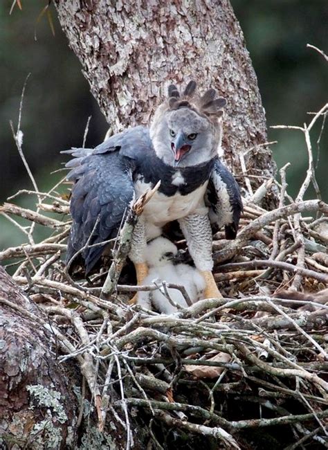 Harpy Eagle guarding her nest. | Rapaci, Uccelli, Animali