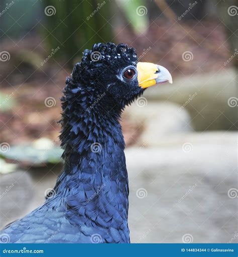 Black Curassow. Black Crested Curassaw. Stock Photo - Image of blue ...