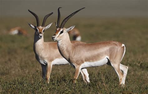 Grant’s Gazelle: Habitat, Diet & Unexpected Resourcefulness