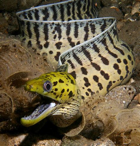 Moray Eels ~ Aquatic Animals