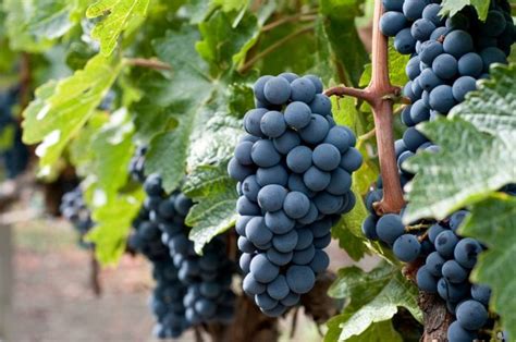 Wine lover ? Everything you need to know about Merlot - Nightlife.ng ...