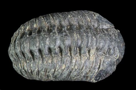 Small Acastoides Trilobite Fossil - Morocco For Sale (#76438 ...