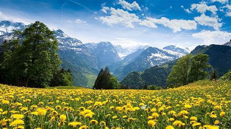 Mountains landscape nature mountain spring meadow flowers HD wallpaper ...