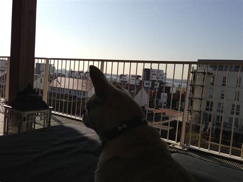 On the balcony | Dogs, Animals, Balcony