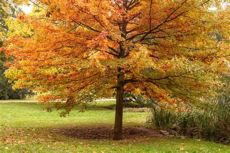 8 Oak Trees for Fall Foliage